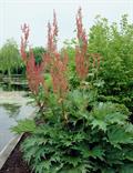Chinese Rhubarb